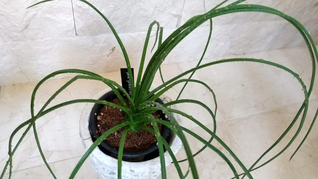 ジェミニフローラ アガベ属 NO.1165 - 植物/観葉植物